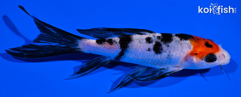 5.25" SANKE BUTTERFLY