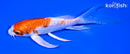 5.75" KIKUSUI BUTTERFLY