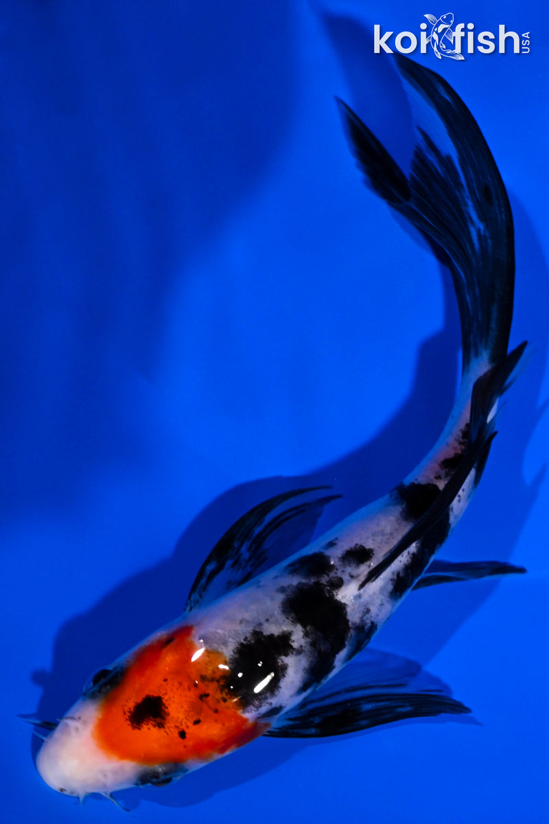 5.25" SANKE BUTTERFLY
