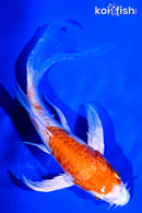 5.75" KIKUSUI BUTTERFLY