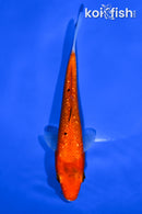5.25" GINRIN AKA SANKE