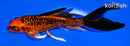 5.25" DOITSU ORENJI MATSUBA BUTTERFLY