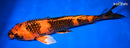 13.75" KIN HI UTSURI