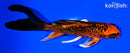 5.25" DOITSU ORENJI MATSUBA BUTTERFLY