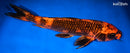 13.75" KIN HI UTSURI