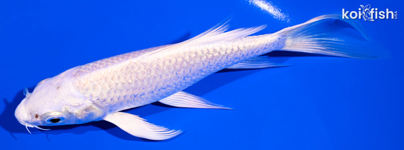 6" PLATINUM OGON BUTTERFLY