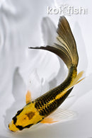 5" KI MATSUBA BUTTERFLY