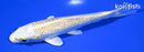 5.25" GINRIN YAMABUKI OGON