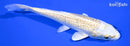 5.25" GINRIN YAMABUKI OGON