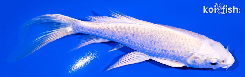 6" PLATINUM OGON BUTTERFLY