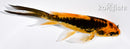 5" DOITSU ORENJI MATSUBA BUTTERFLY
