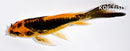 5" DOITSU ORENJI MATSUBA BUTTERFLY