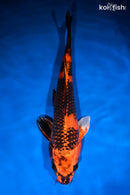 13.75" KIN HI UTSURI