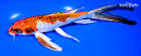 8.25" KUJAKU BUTTERFLY