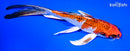 8.25" KUJAKU BUTTERFLY