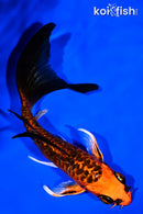 5.25" DOITSU ORENJI MATSUBA BUTTERFLY