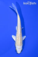 5.25" GINRIN YAMABUKI OGON