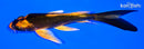 5.25" KABUTO BUTTERFLY