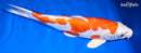 12.5" KIKUSUI
