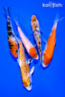 PACK OF (5) 4-5" STANDARD KOI