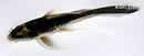 5.5" KABUTO BUTTERFLY