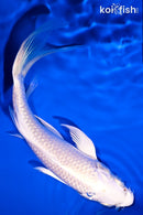 6" PLATINUM OGON BUTTERFLY