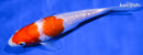 5.75" KOHAKU