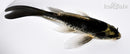 5.5" KABUTO BUTTERFLY