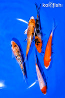 PACK OF (5) 4-5" STANDARD KOI