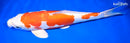12.5" KIKUSUI