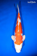 12.5" KIKUSUI