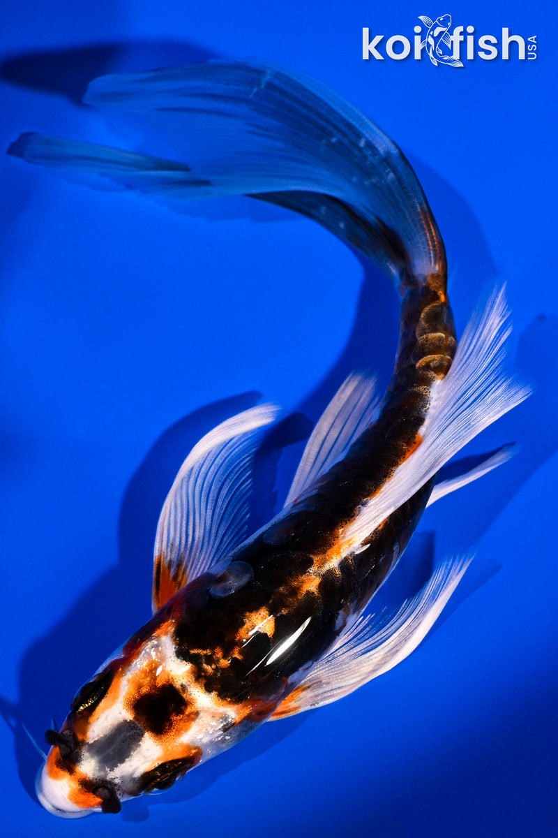 5.75" ARAGOKE BENI KIKOKURYU BUTTERFLY