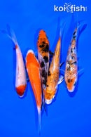 PACK OF (5) 4-5" STANDARD KOI