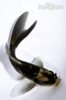 5.5" KABUTO BUTTERFLY