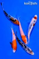 PACK OF (5) 4-5" STANDARD KOI