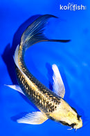 5.25" GINRIN KI MATSUBA BUTTERFLY