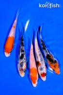 PACK OF (5) 4-5" STANDARD KOI
