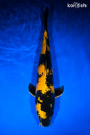 16" KIN KI UTSURI
