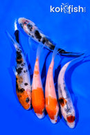 PACK OF (5) 4-5" STANDARD KOI