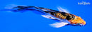 5.75" HEIESI NISHIKI BUTTERFLY