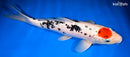 13" SANKE