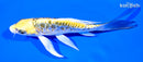 5.5" KIN KIKOKURYU BUTTERFLY
