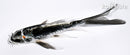 5.5" KIKOKURYU BUTTERFLY