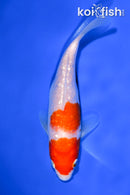 5.75" KOHAKU