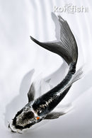 5.5" KIKOKURYU BUTTERFLY