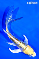 5.5" KIN KIKOKURYU BUTTERFLY