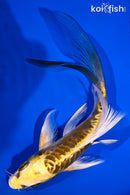 6.25" KIN KIKOKURYU BUTTERFLY