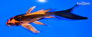 5.75" BENI KIKOKURYU BUTTERFLY