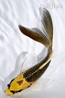 5.5" KI MATSUBA BUTTERFLY
