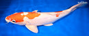 14.25" KIKUSUI